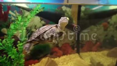 可爱的小乌龟在水族馆里游泳。
